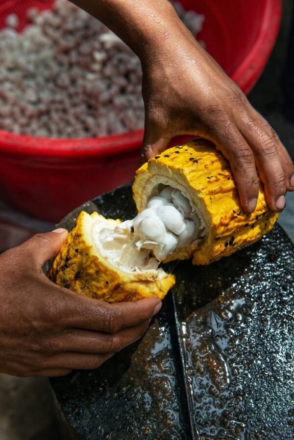 Chocolate, Coffee & Sugarcane Tour - Image 7