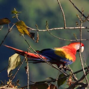 Esquipulas Rainforest Reserve