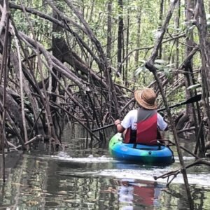 Mangrove Kayak  Boat tours